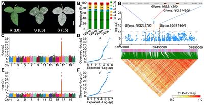 Genome-wide association study and haplotype analysis reveal novel candidate genes for resistance to powdery mildew in soybean